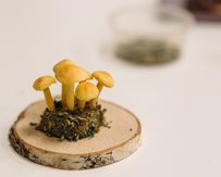 Мастер-класс «Лепка из холодного фарфора и японской полимерной глины»