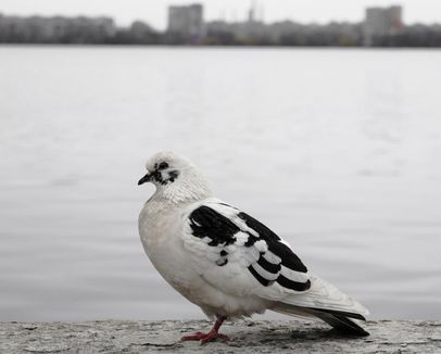 «Зачем и куда улетают птицы?». Музейное занятие