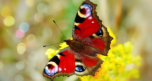 «Дачная фауна под микроскопом». Музейное занятие